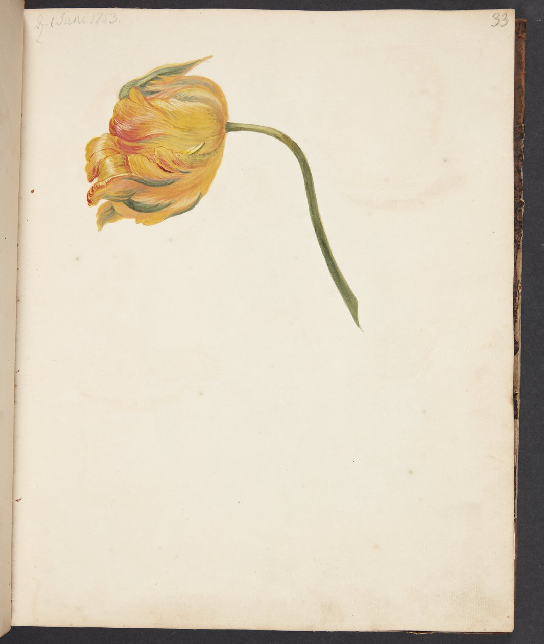 Estudo da tulipa amarela de Johanna Fosie