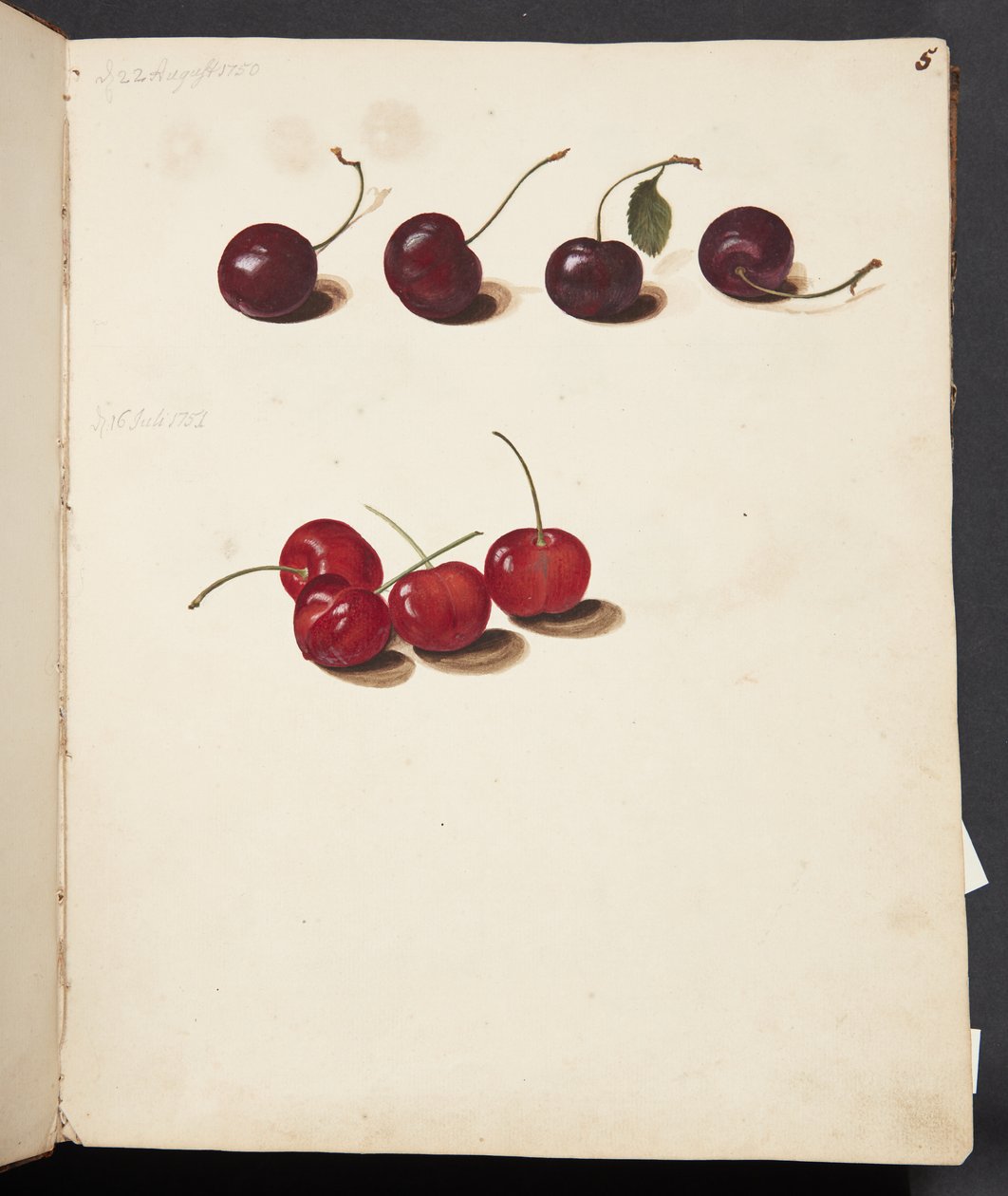 Estudo de cerejas de Johanna Fosie