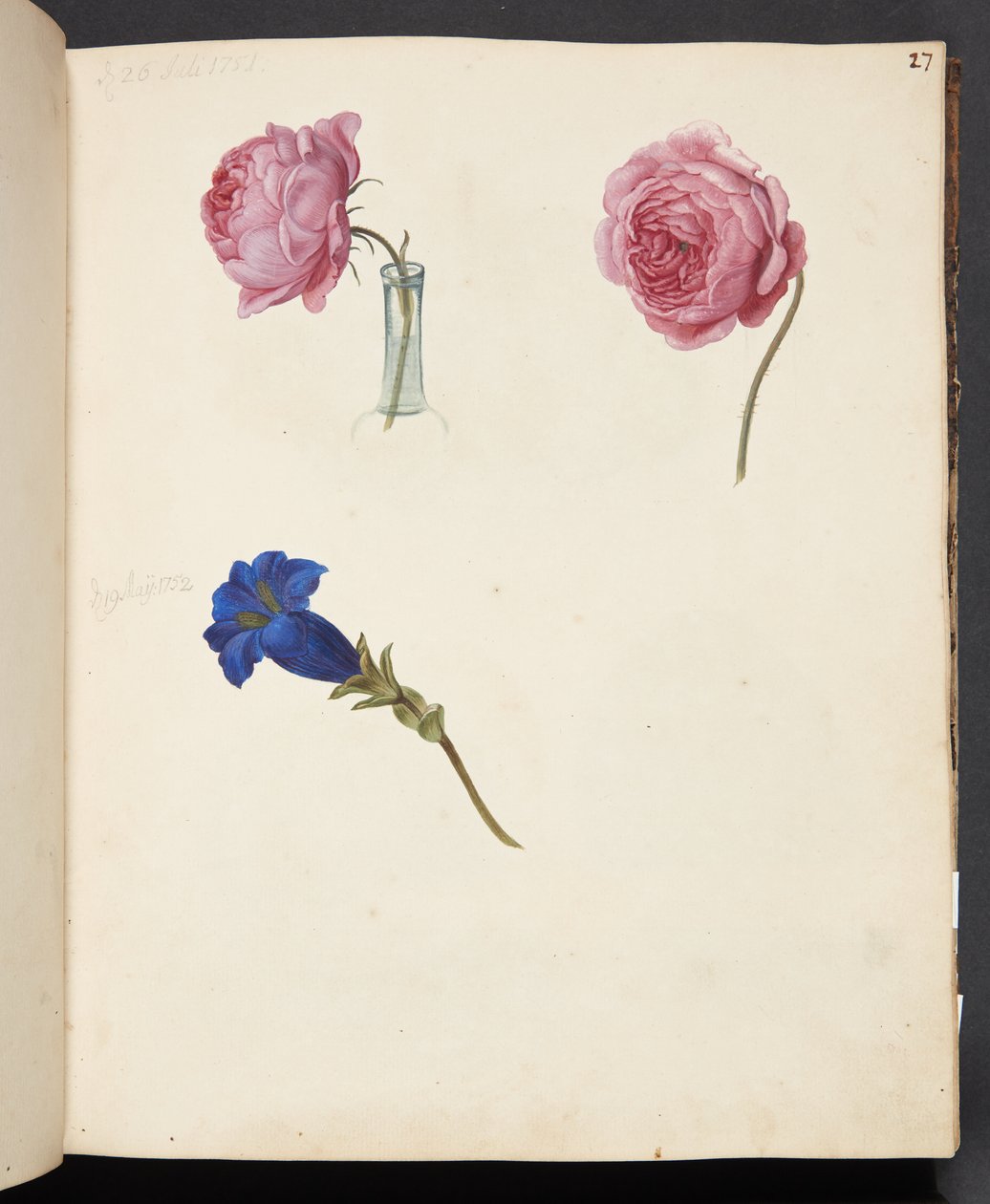 Estudo de rosa rosa e flor azul de Johanna Fosie