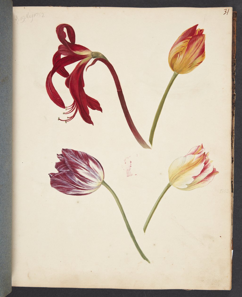 Estudo de tulipas de Johanna Fosie