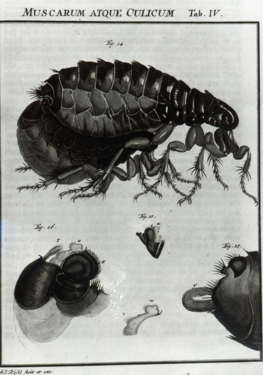 Tabela IV de Moscas e Pulgas de August Johann Rösel von Rosenhof