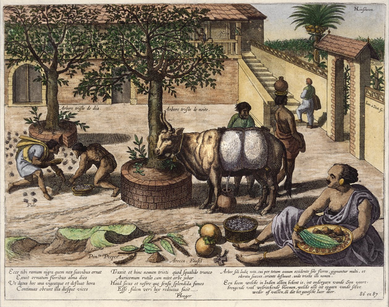 Produto indiano, ilustração de &39;Jan Huyghen van Linschoten, seu discurso de viagens para o leste e as Índias Ocidentais&39;, 1579-92 (gravura a cores) de Johannes Baptista van Doetechum the Younger