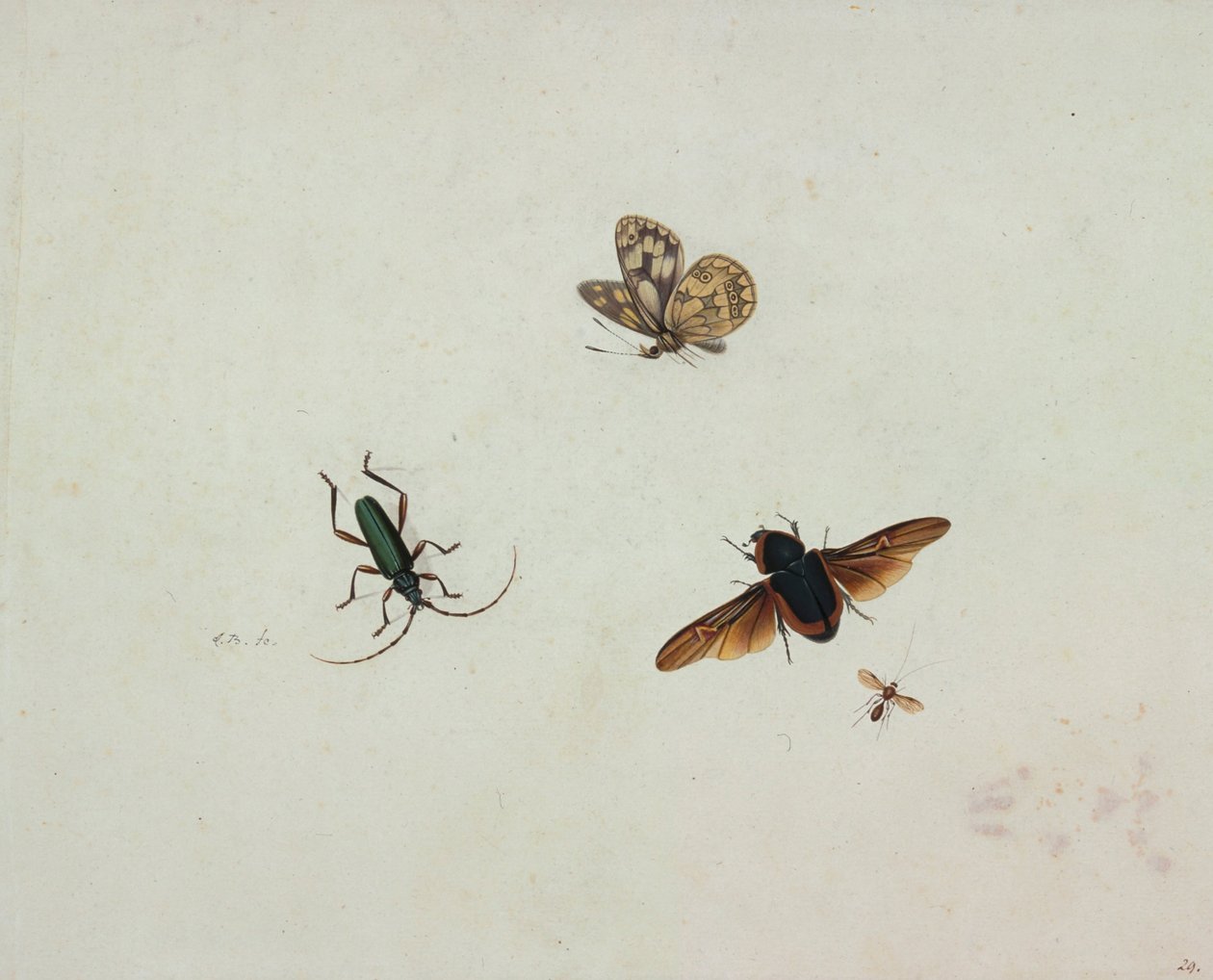 Quatro insetos de Johannes Bronkhorst
