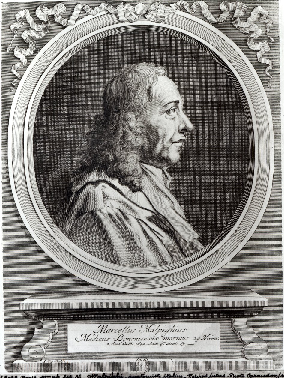 Marcello Malpighi (1628-94), 67 anos, 1694 de Johannes Kip