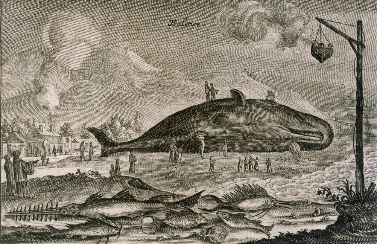 Um cachalote encalhado com uma variedade de outros peixes das águas chinesas, 1665 de Johannes Nieuhoff