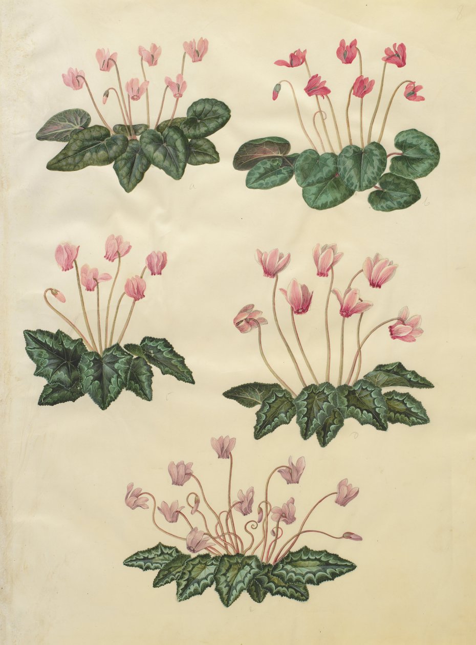Purpurascens de cíclame; Hederifolium do ciclâmen de Johannes Simon Holtzbecher