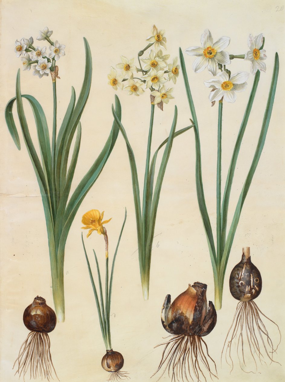 Narciso tazetta de Johannes Simon Holtzbecher