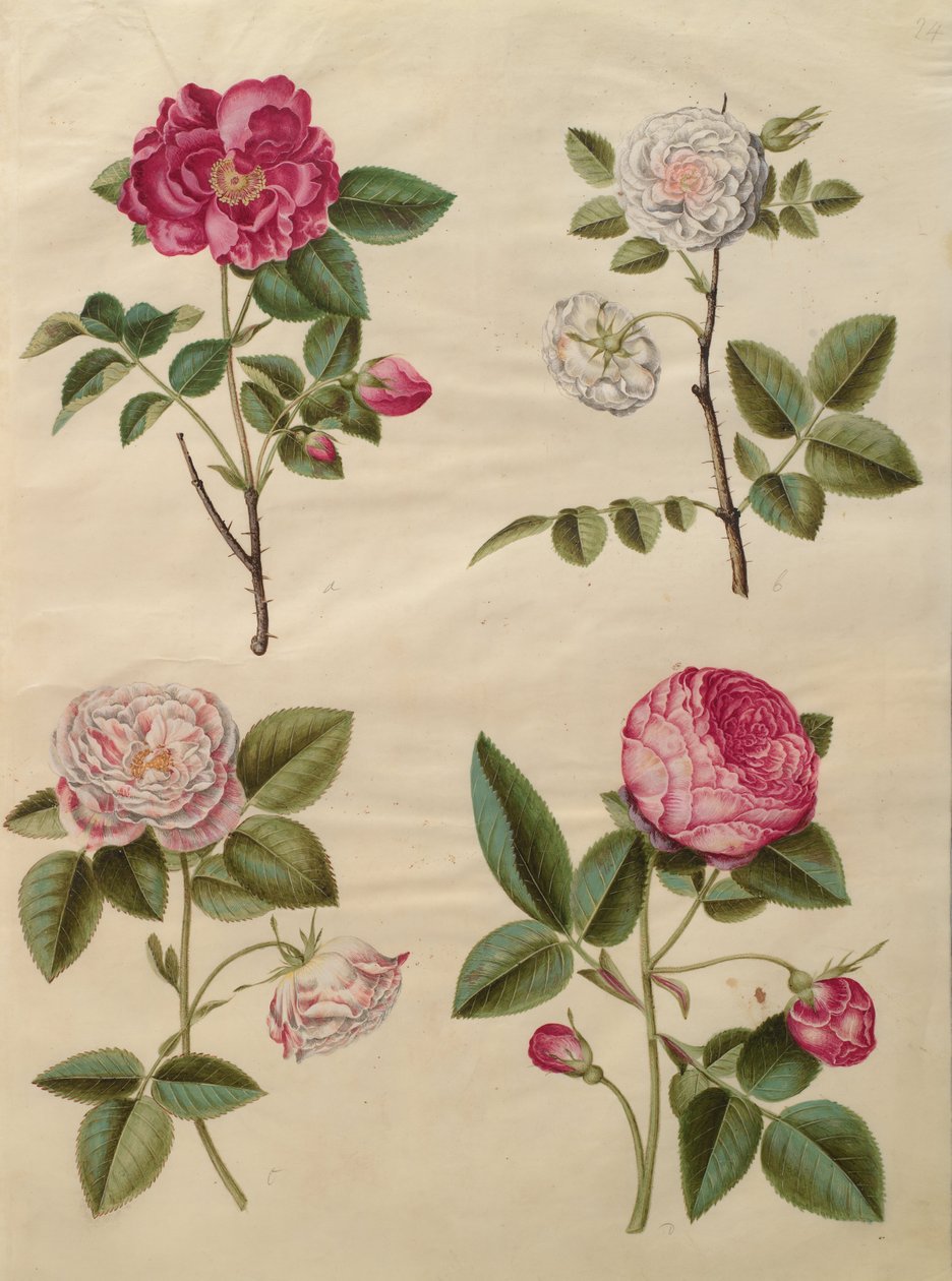 Rosa gallica de Johannes Simon Holtzbecher