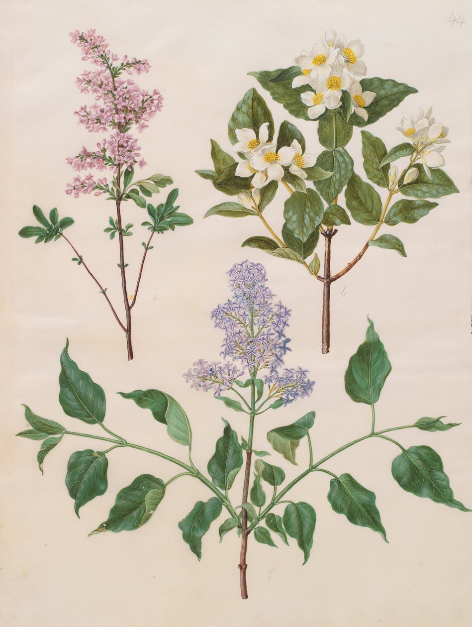 Syringa x persica; Philadelphus coronarius; Syringa vulgaris de Johannes Simon Holtzbecher