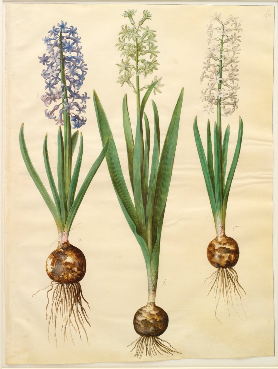 Hyacinthoides orientalis simp e pl de Johannes Simon Holtzbecker