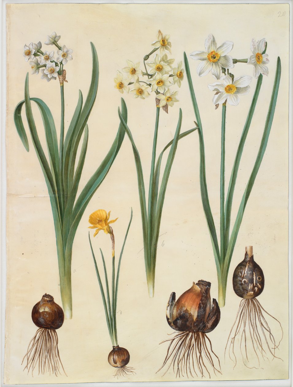 Narcissus tazetta; Narciso orientalis; Corbularia bulbocodium de Johannes Simon Holtzbecker