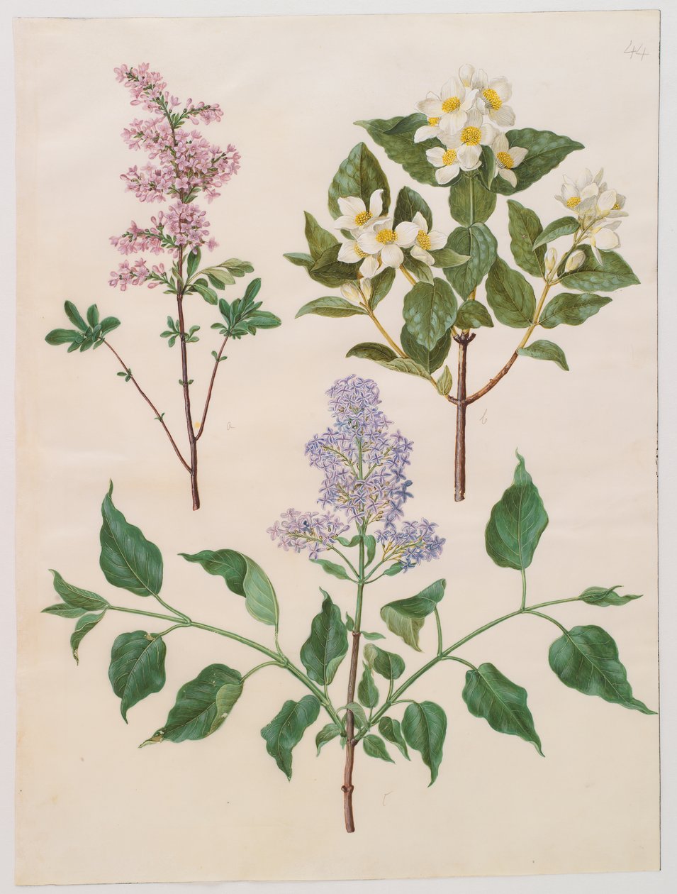 Syringa x persica; Philadelphus coronarius; Syringa vulgaris de Johannes Simon Holtzbecker