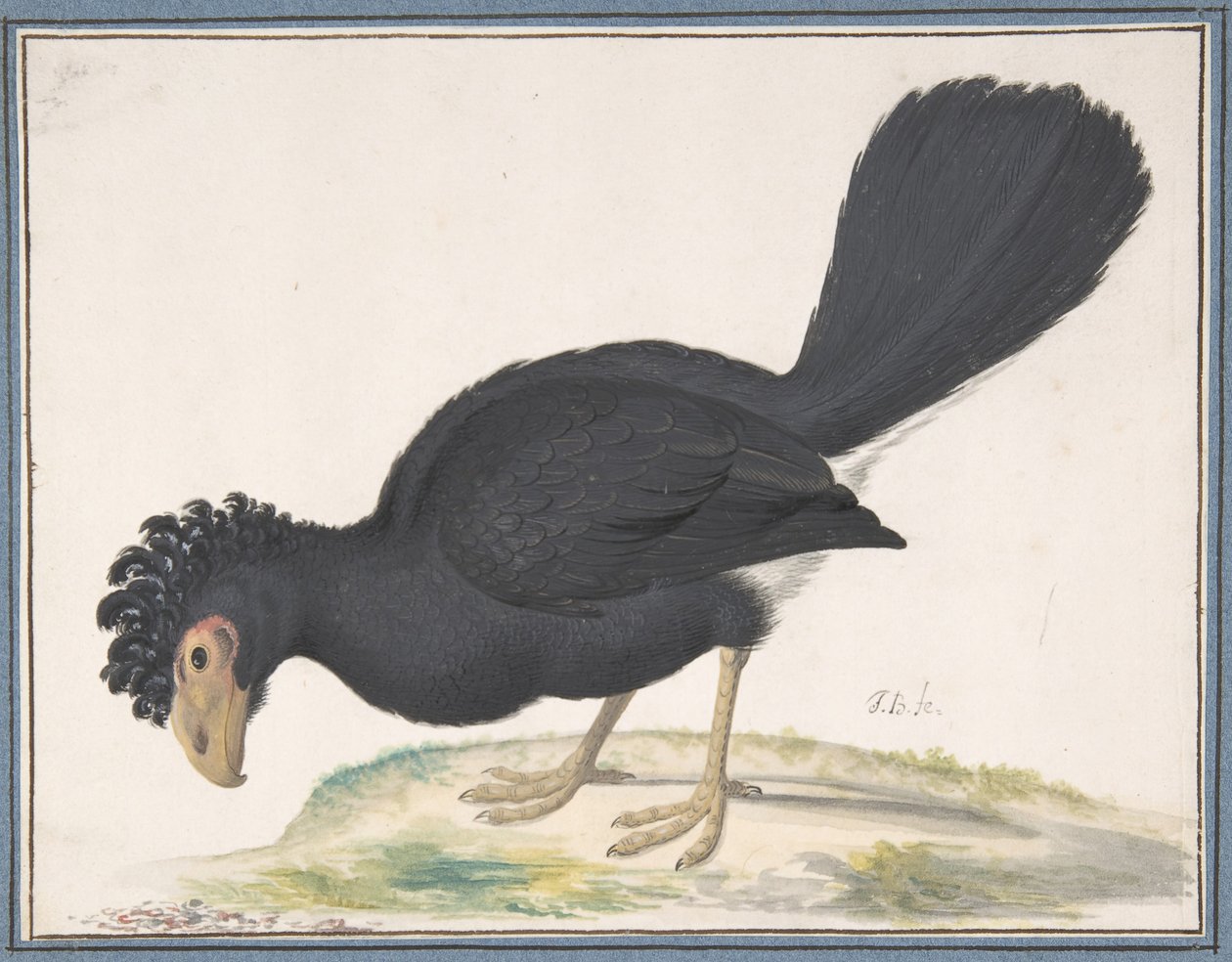 Um Mutum Negro, s.d.. de Johannes Bronckhorst