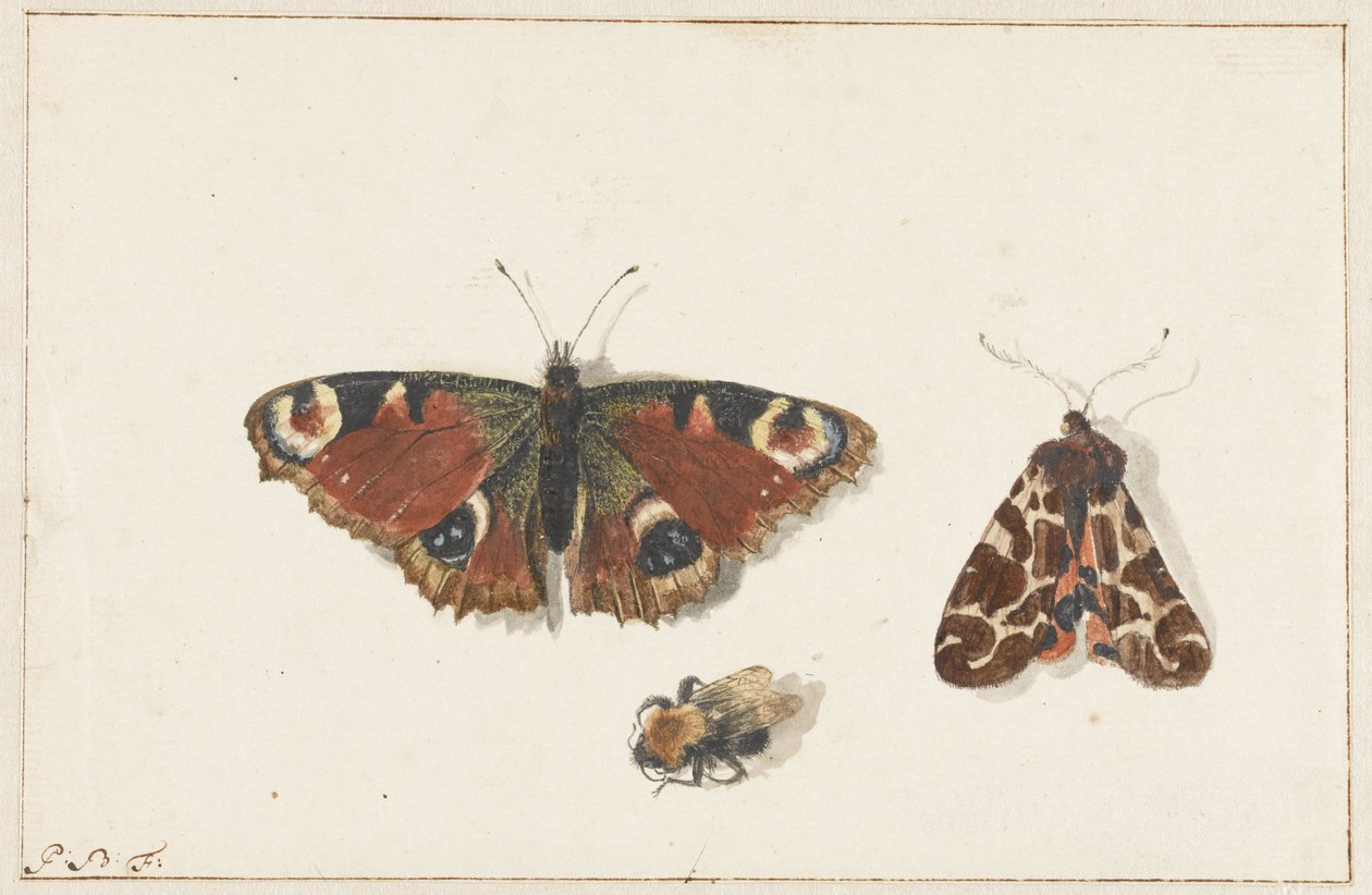 Borboleta, Mariposa e Abelha de Johannes Bronkhorst