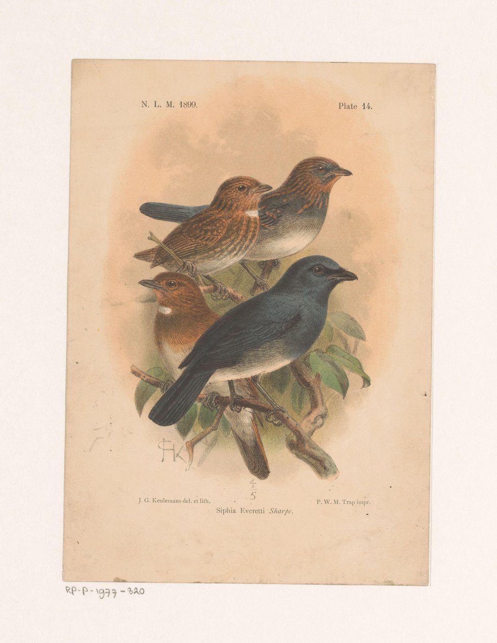 Quatro pássaros num ramo
Siphia Everetti Sharpe (título sobre o objecto) de Johannes Gerardus Keulemans