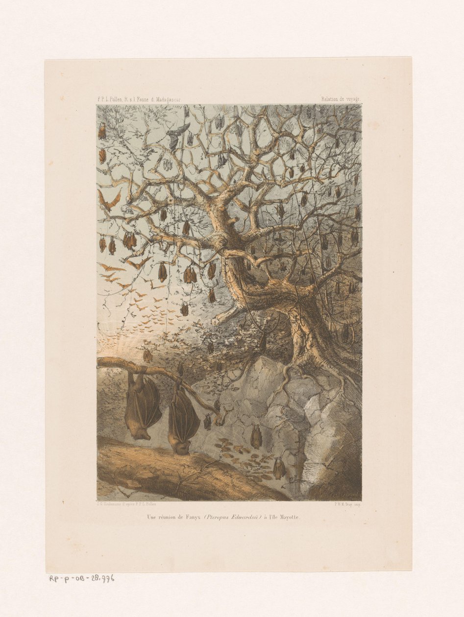 Vleermuizen em um boom
Uma reunião de Fanys (Pteropus Edwardsii) na ilha de Mayotte (título sobre o objecto)
Relatório de viagem (título da série sobre o objecto) de Johannes Gerardus Keulemans