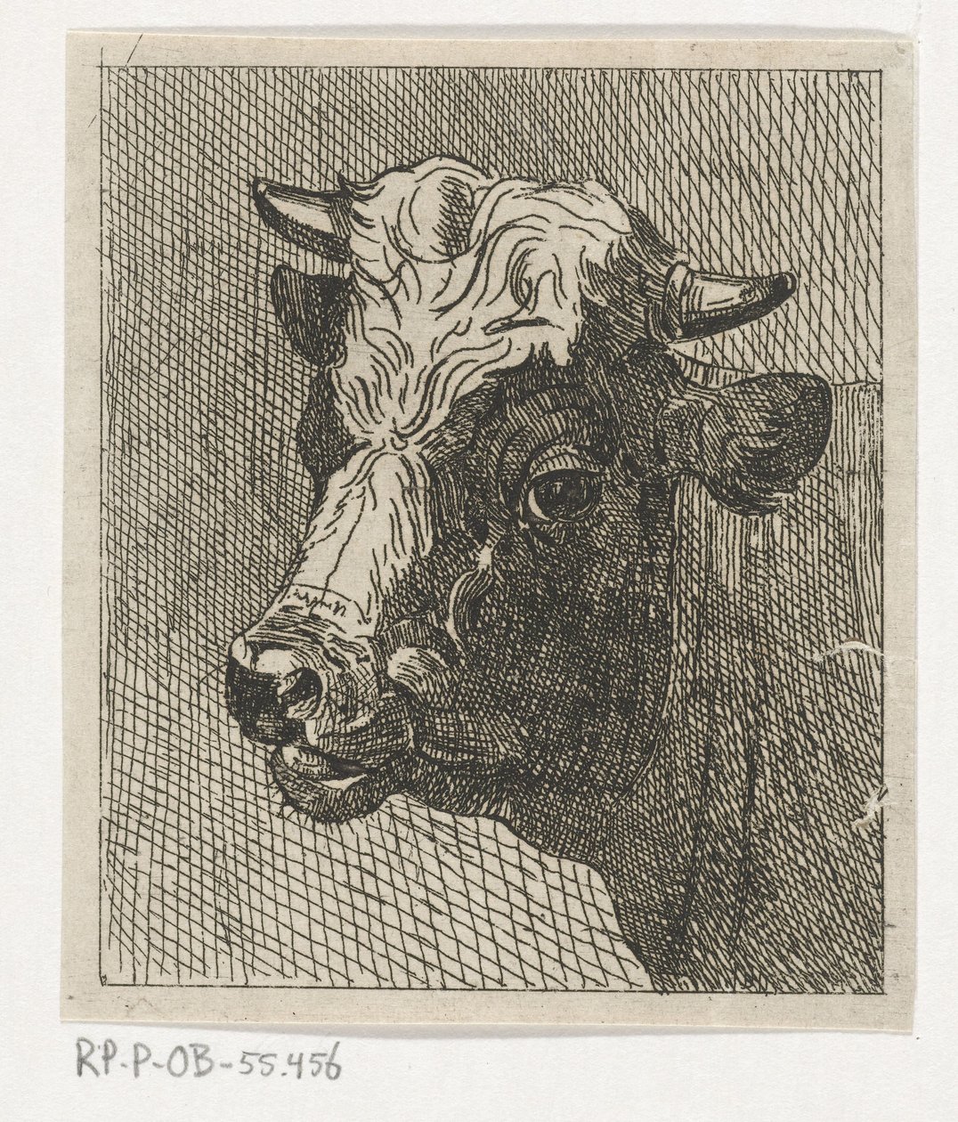 Cabeça de vaca para a esquerda de Johannes Hari (II)