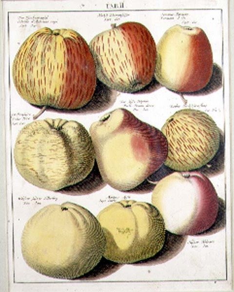 Maçãs por Seligman de Johannes Hendrik (after) Knoop