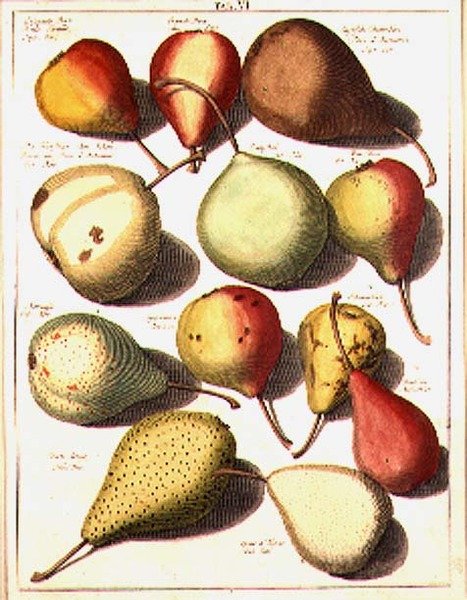 Pêras, por Seligman de Johannes Hendrik (after) Knoop