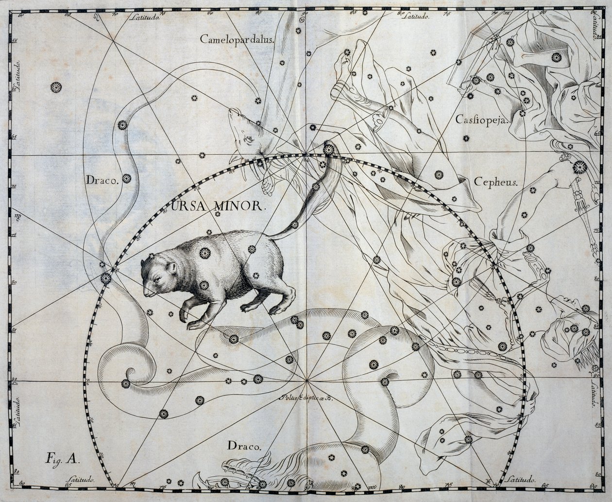 Ursa Minor, constelação boreal da Ursa Minor, gravura de atlas celeste Firmamentum Sobiescianum sive Uronographia, de Johann Hevelius (1611-1687), Gdansk de Johannes Hevelius