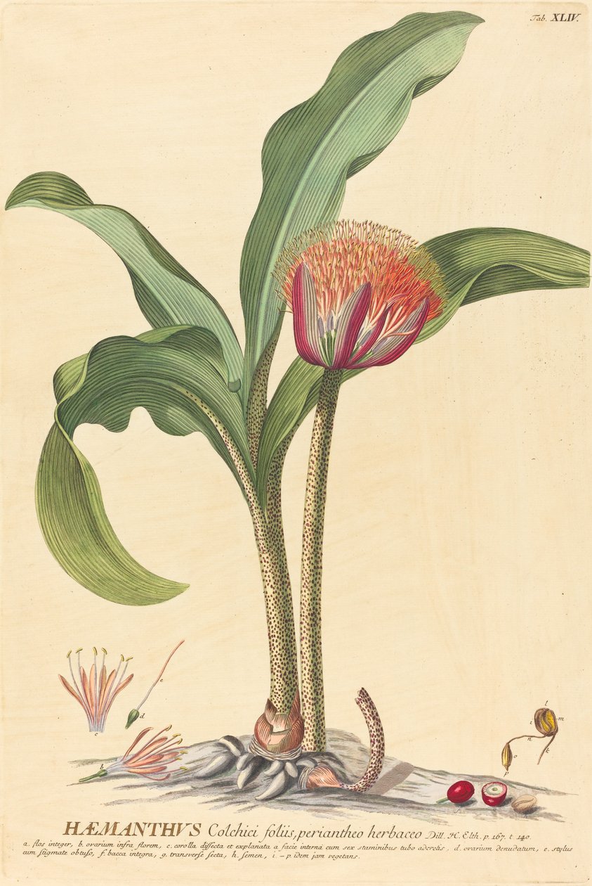 Hemanthus de Johannes Jacob Haid and Johannes Elias Haid after Georg Ehret