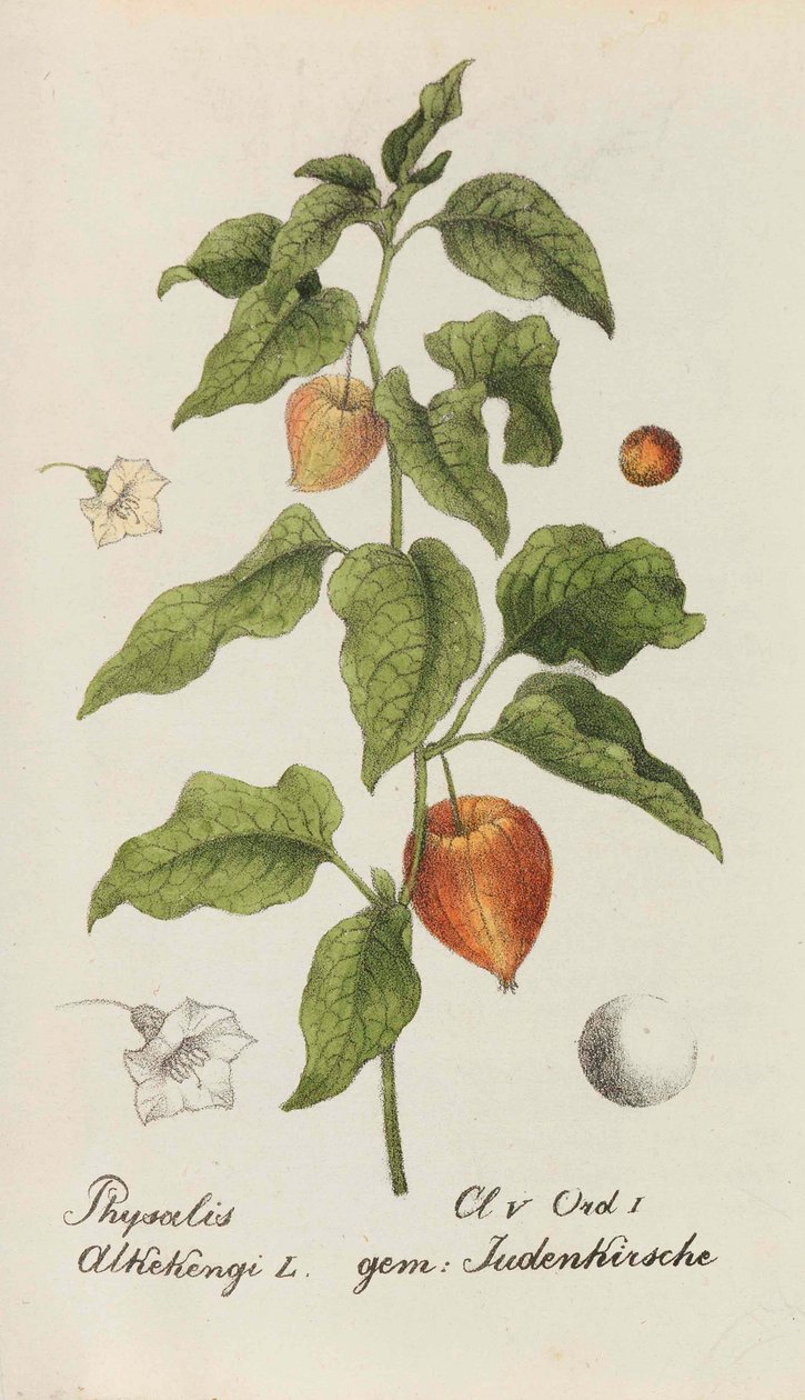 Coleção de plantas suíças, 1825-1846. de Johannes Jacob Hegetschweiler