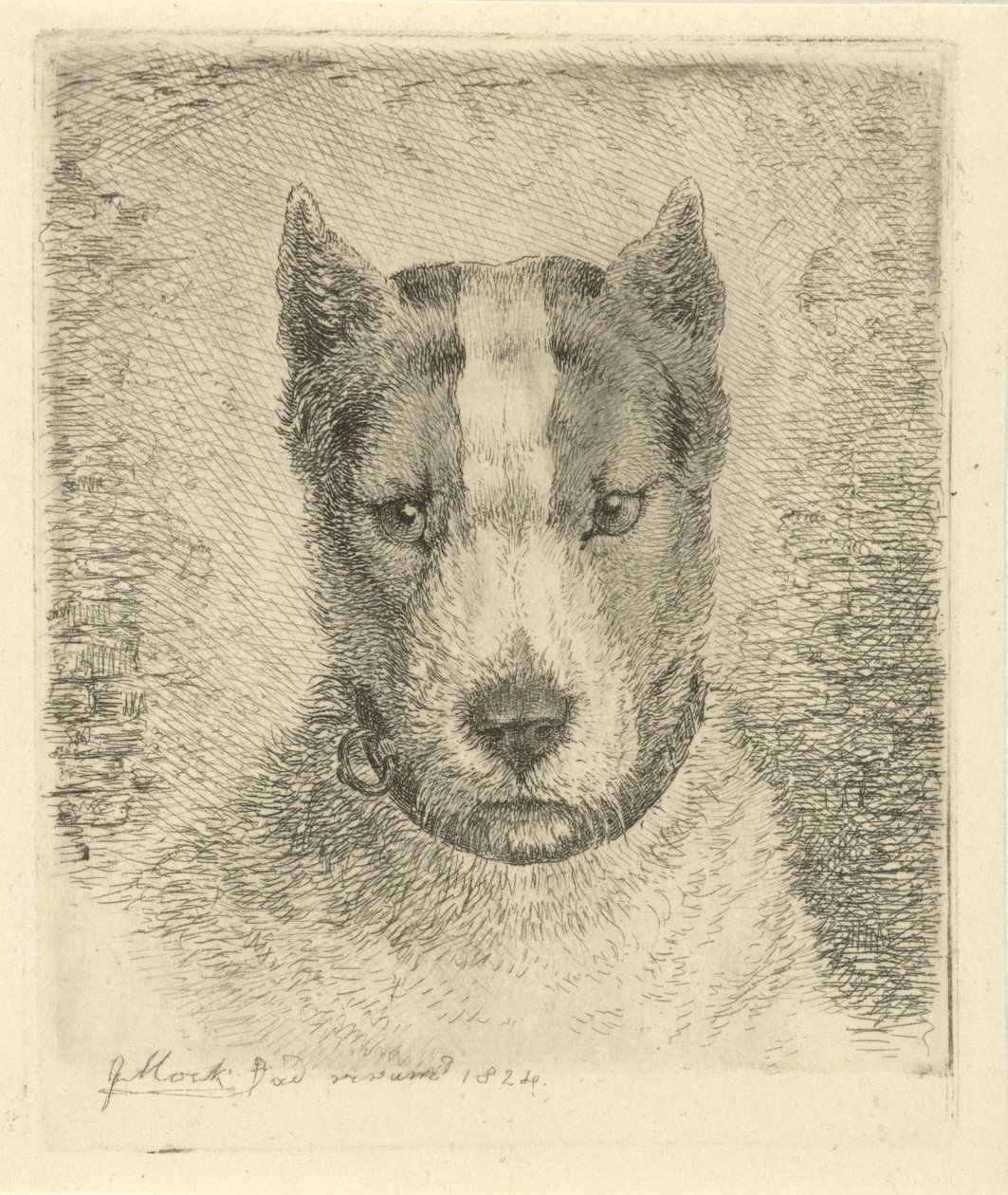 Cabeça de cachorro com coleira de Johannes Mock