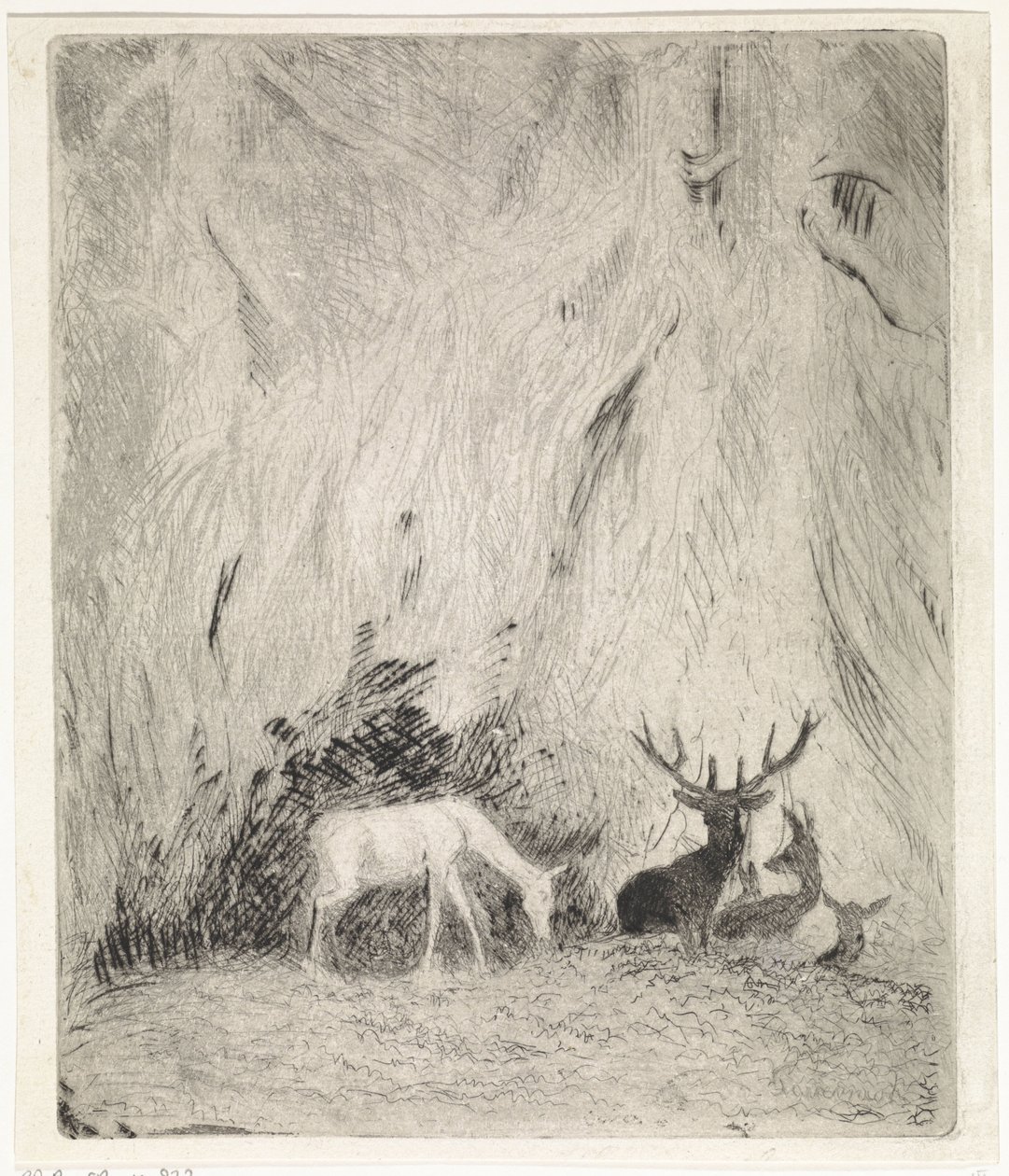 Cervos em uma floresta boêmia de Johannes Tavenraat