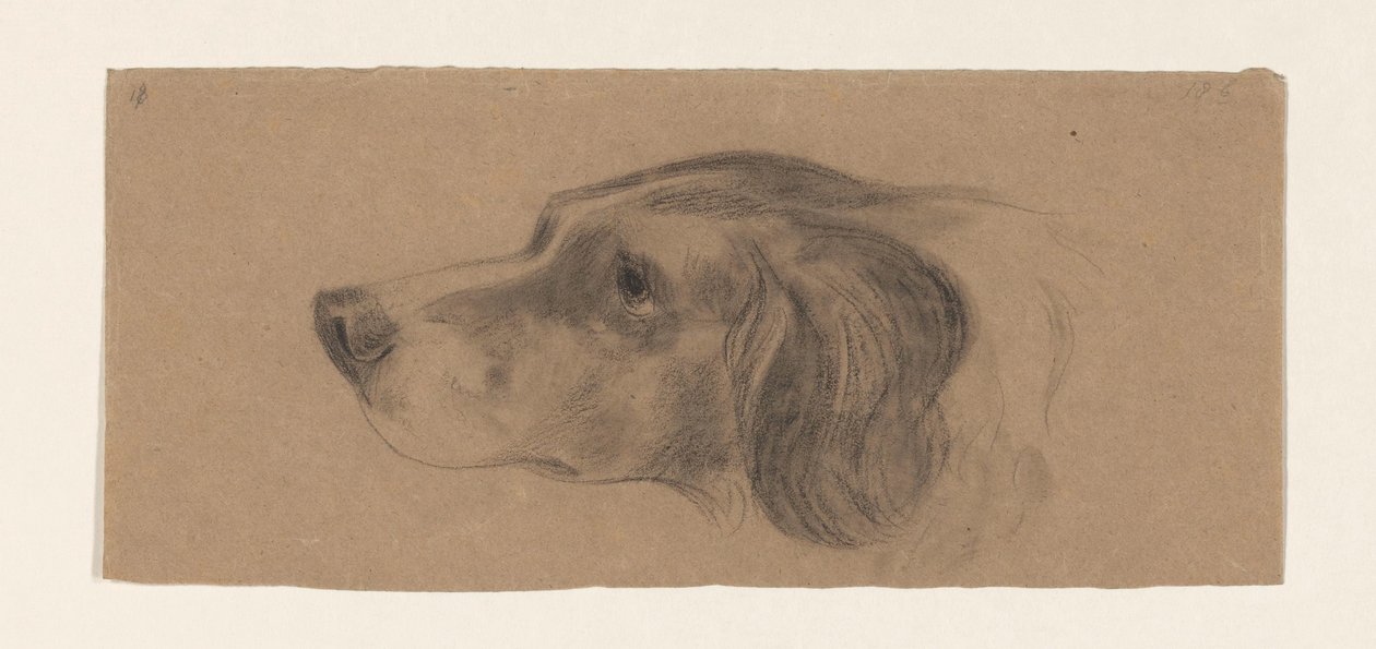 Cabeça de um cão, à esquerda de Johannes Tavenraat