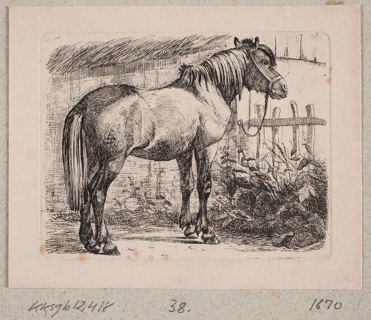 Um cavalo com cabresto de Johannes Wilhelm Zillen