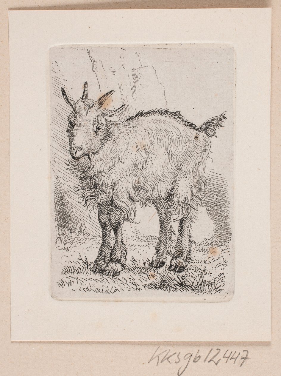 Um cabrito de Johannes Wilhelm Zillen