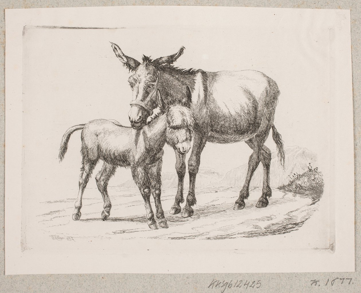 Um burro com seu potro de Johannes Wilhelm Zillen