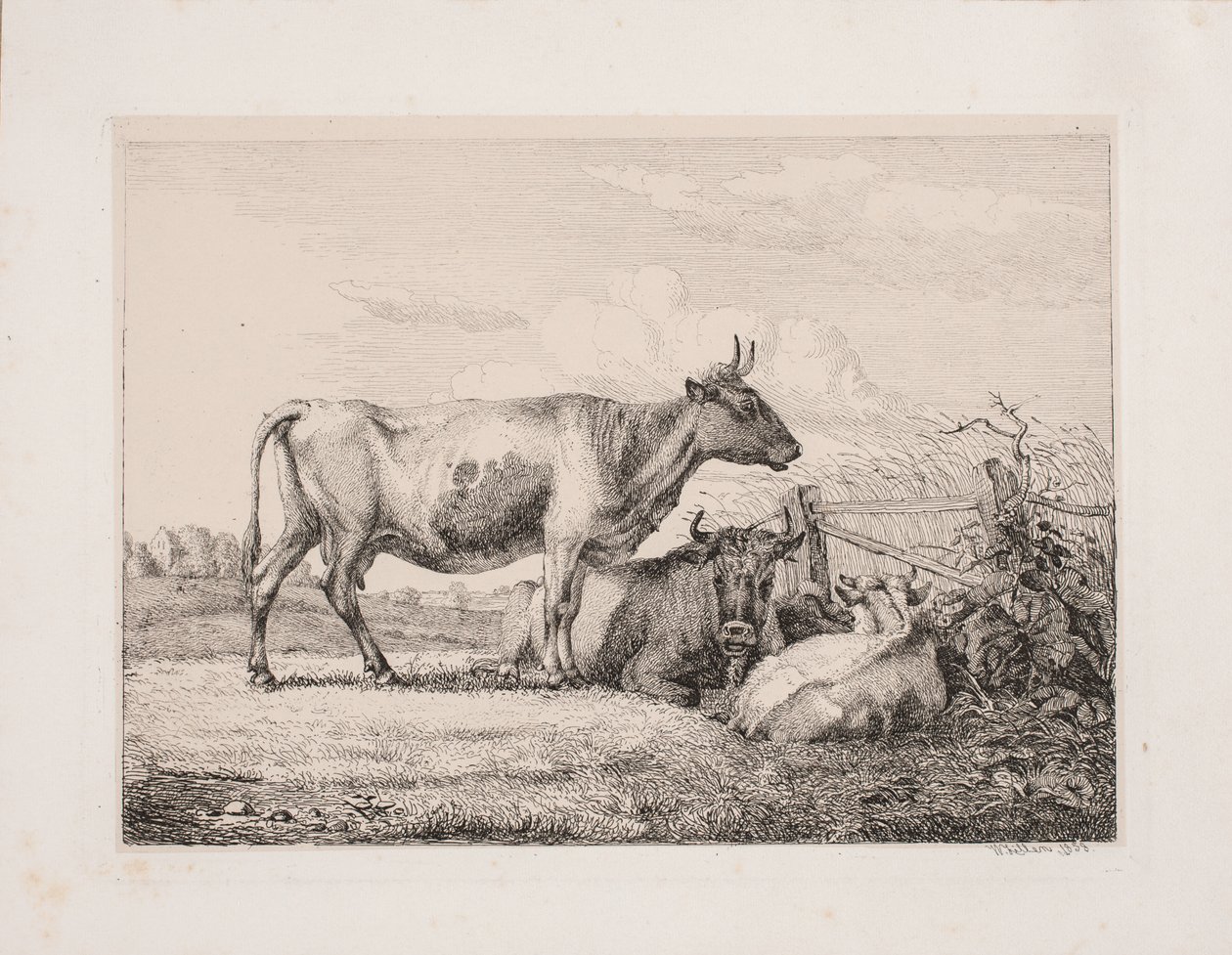 Vacas no campo de Johannes Wilhelm Zillen