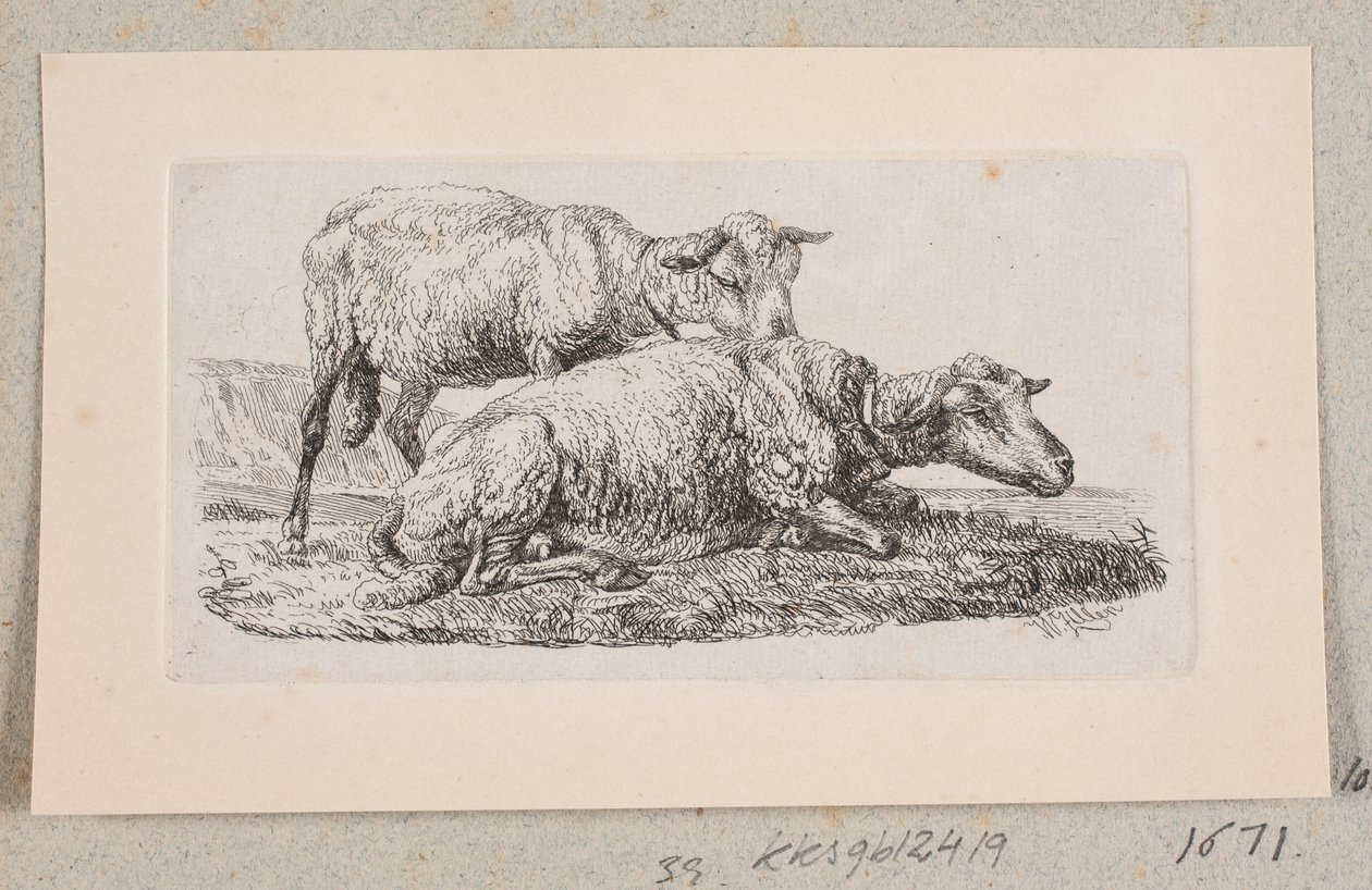 Duas ovelhas de Johannes Wilhelm Zillen