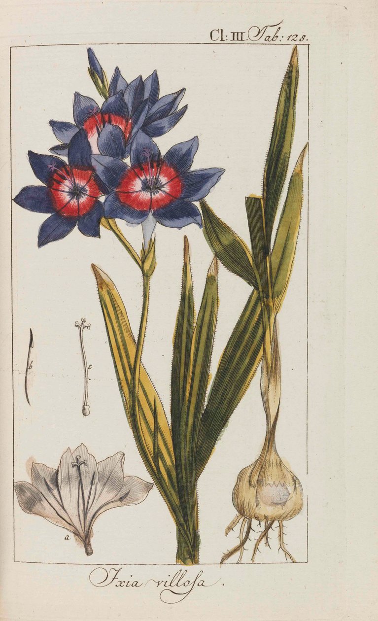 Seleção de plantas belas e raras, 1795-1798. de Johannes Zorn