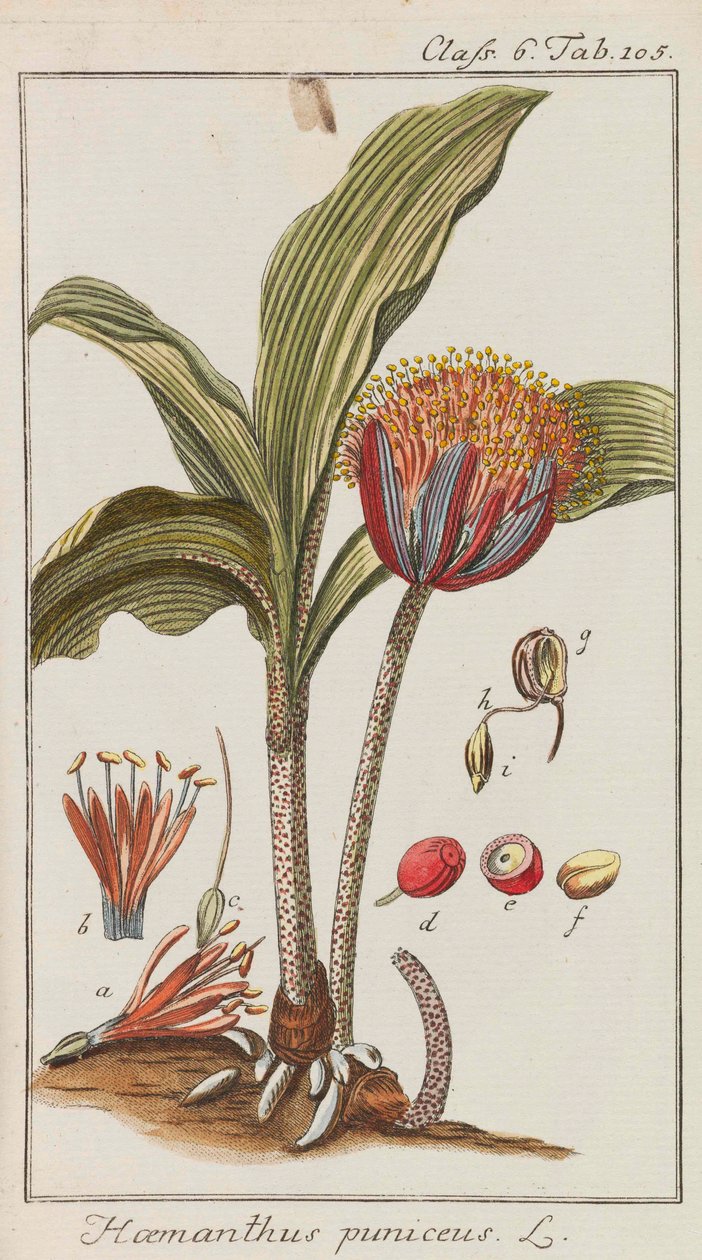 Seleção de plantas belas e raras, 1795-1798. de Johannes Zorn