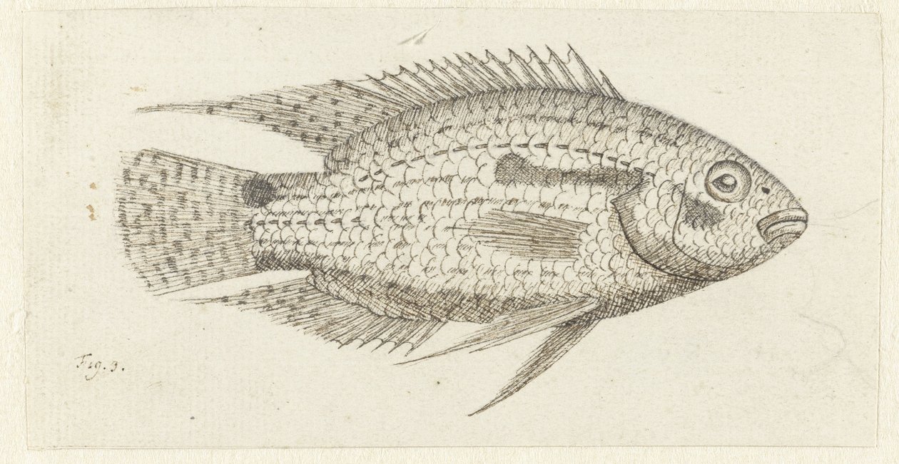 Peixe tropical Chromis epse de Johannes le Francq van Berkhey
