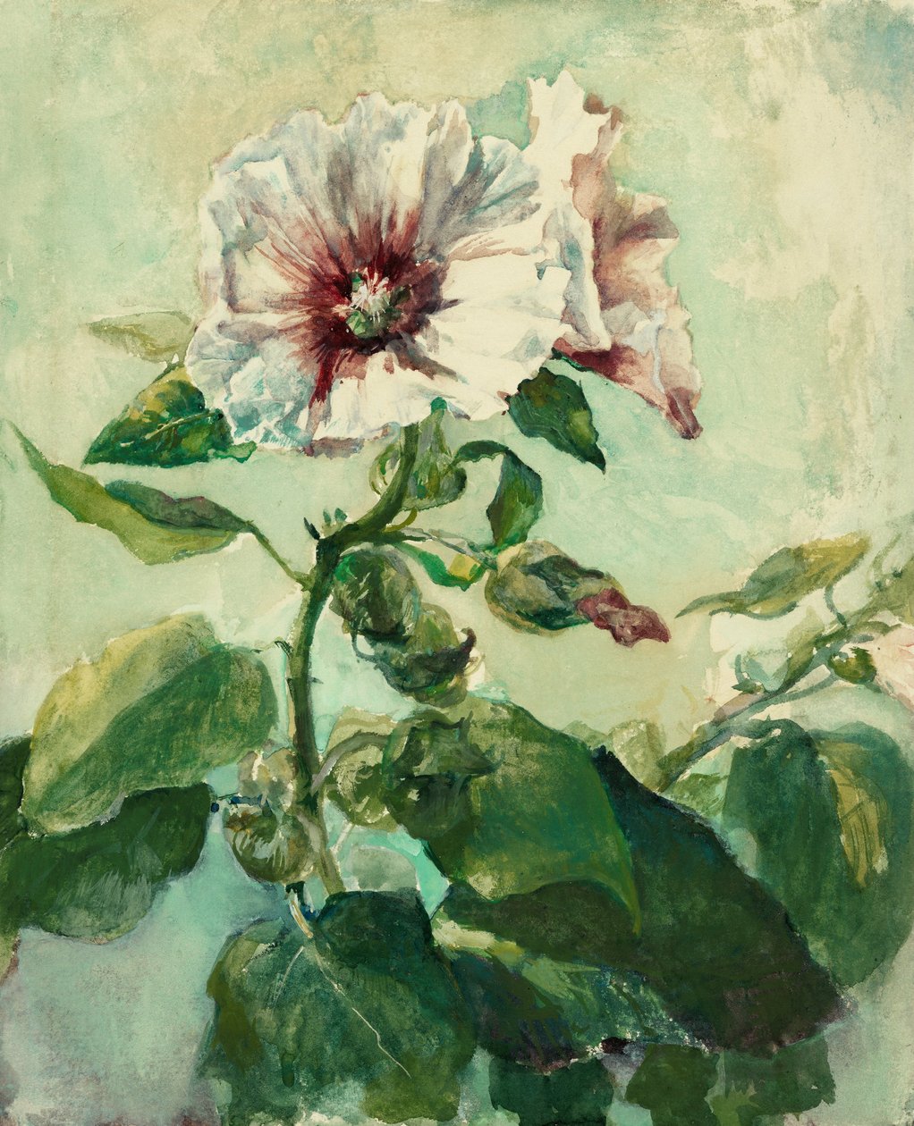 Estudo de Hollyhocks rosa na luz solar, da natureza de John La Farge or Lafarge
