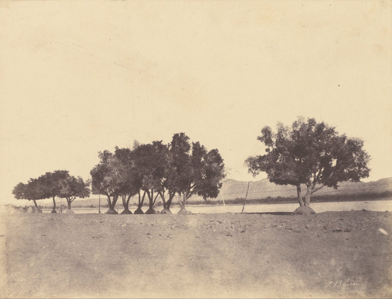 (Etudes de sycomores, Korosko) de John Beasly Greene