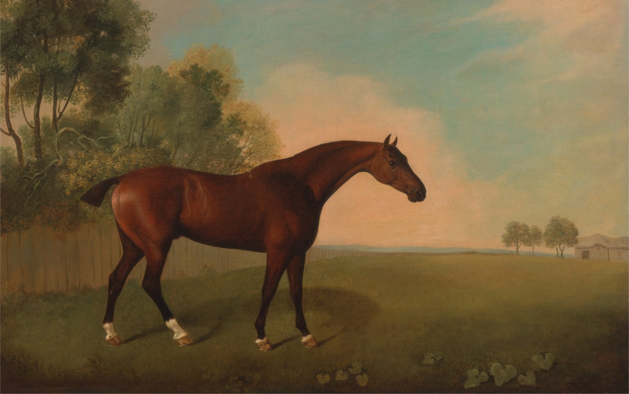 Um, cavalo baía, em, um, campo de John Boultbee