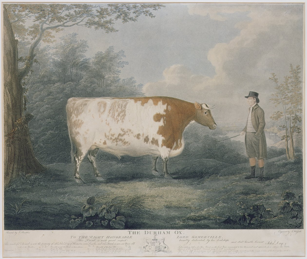 O boi de Durham, gravado por J. Wessel, 1802 (gravura de cor) de John Boultbee
