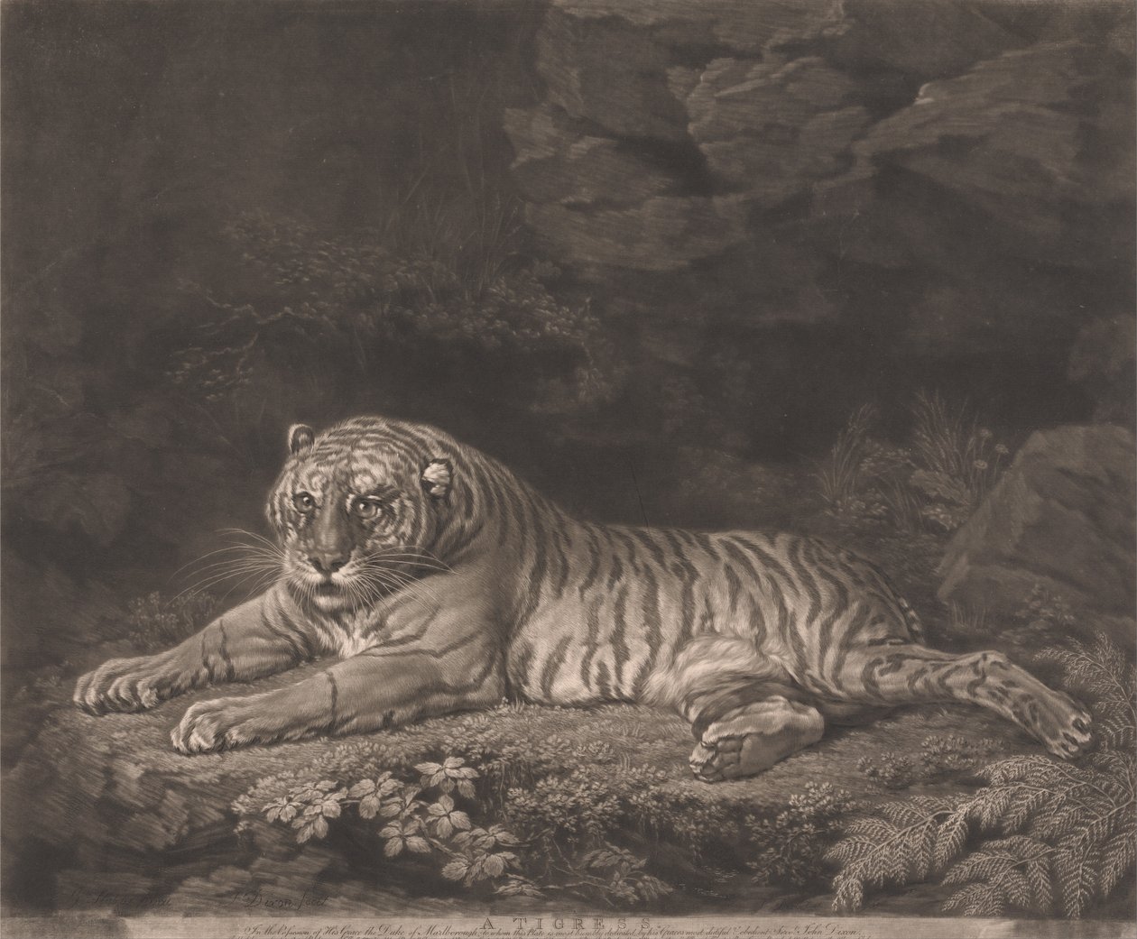Um tigre de John Dixon