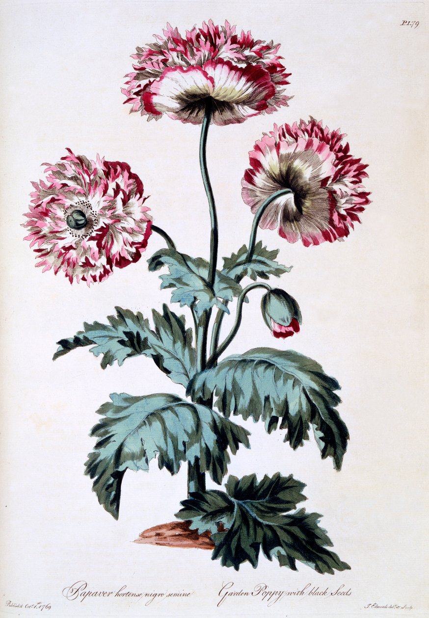 Papoula-do-jardim com sementes pretas, ilustração de "The British Herbalist", publicada em março de 1770 de John Edwards