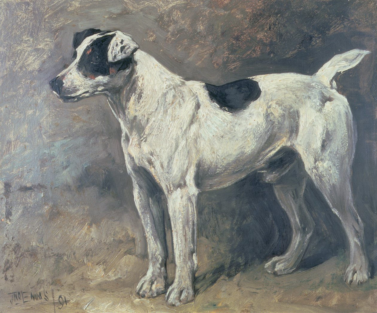 Um Jack Russell, 1891 de John Emms