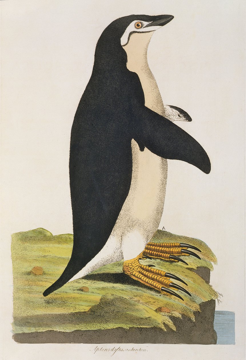 &39;Aptenodytes Antarctica&39;, ilustração de &39;Cimelia Physica. Figuras de quadrúpedes raros e curiosos, aves ... &39;publicado em 1796 (gravura colorida à mão) de John Frederick Miller