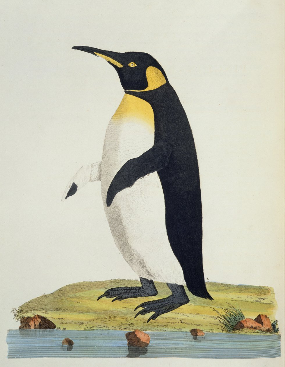 &39;Aptenodytes Patagonica&39;, ilustração de &39;Cimelia Physica. Figuras de quadrúpedes raros e curiosos, aves ... &39;publicado em 1796 (gravura colorida à mão) de John Frederick Miller