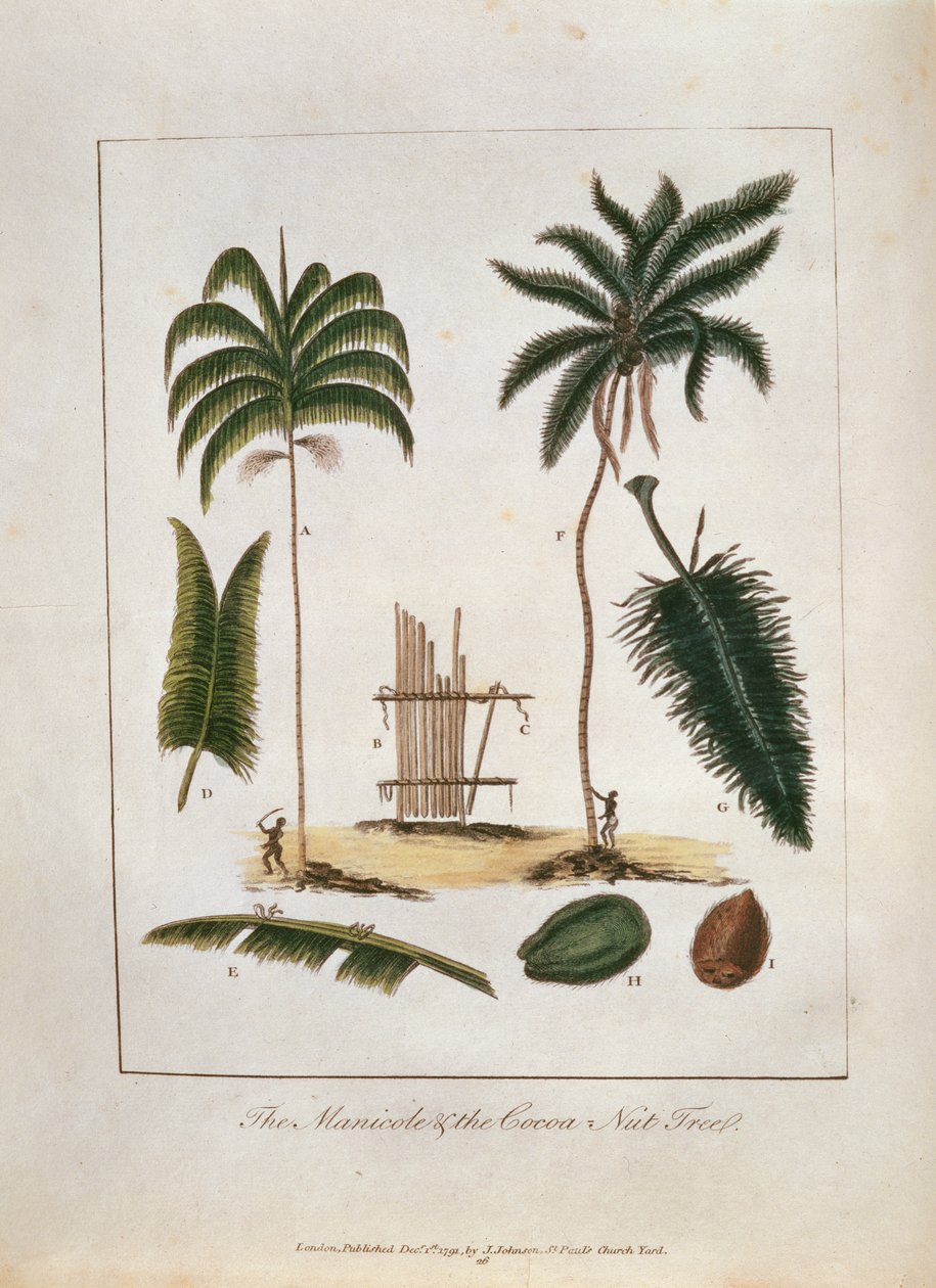 O Manicole e a Árvore de Noz de Cacau, da &39;Expedição Narrativa de Cinco Anos&39; contra os Negros Revoltados do Suriname 1772-77 &39;, publicado em 1791 (gravura colorida à mão) de John Gabriel Stedman