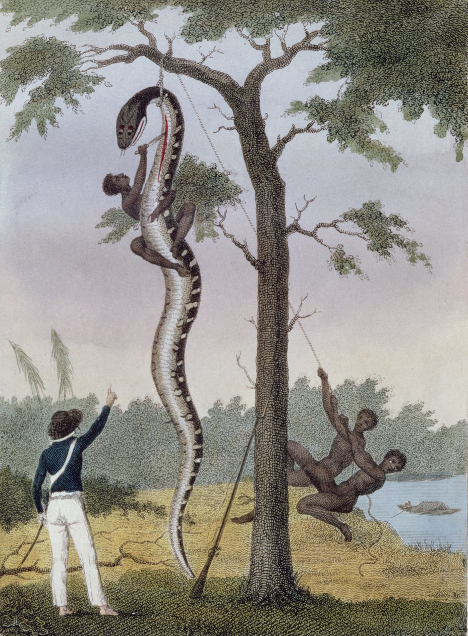 A pele da cobra Aboma, disparada pelo Capitão Stedman, da "Expedição Narrativa de Cinco Anos" contra os Negros Revoltados do Suriname 1772-77 ", publicada em 1813 (gravura colorida à mão) de John Gabriel Stedman