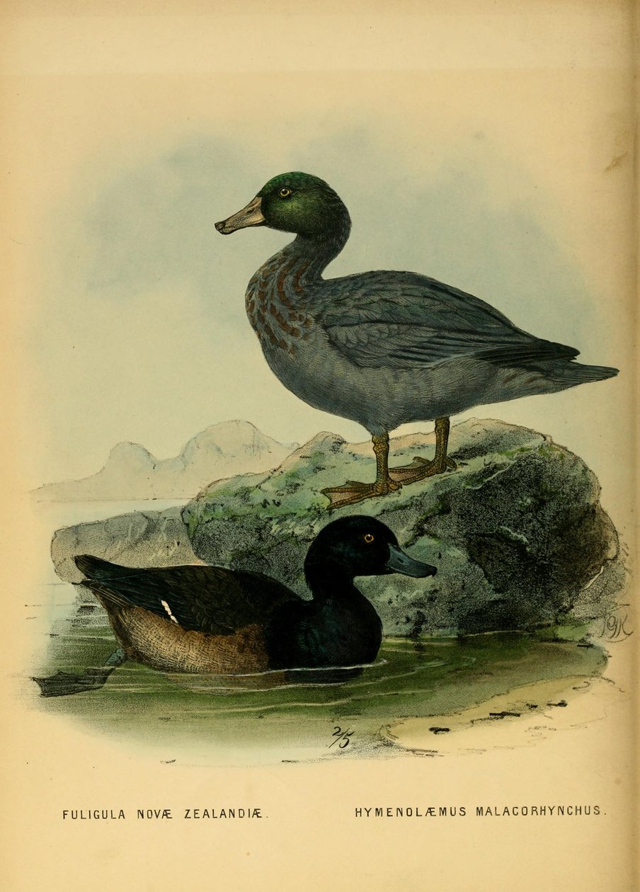 Ilustração da Negrinha da Nova Zelândia e do Pato Azul de John Gerrard Keulemans