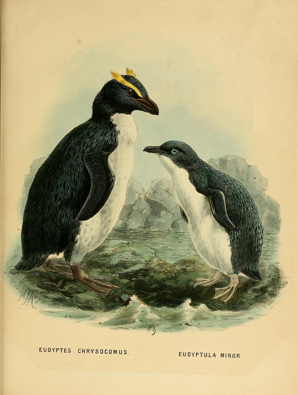 Ilustração do pinguim de Rockhopper e o pinguim pequeno de John Gerrard Keulemans